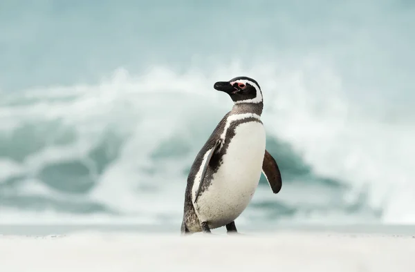 Крупный План Магелланова Пингвина Идущего Песчаному Пляжу Фолклендских Островах — стоковое фото