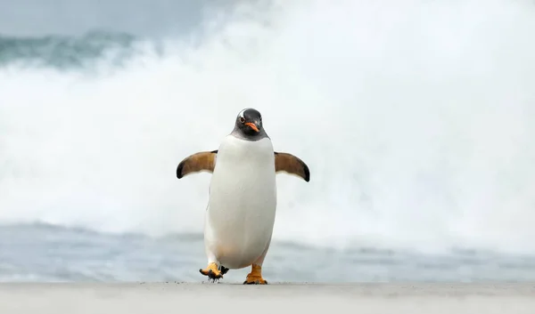 Close Pinguim Gentoo Uma Praia Perto Oceano Tempestuoso Ilhas Malvinas — Fotografia de Stock