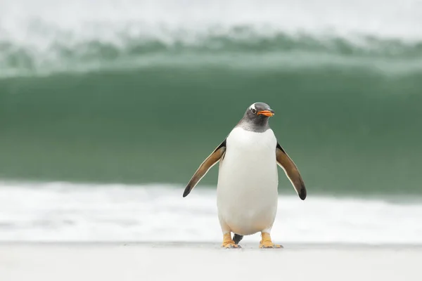 Gentoo Pinguin Gegen Eine Massive Welle Falklandinseln — Stockfoto