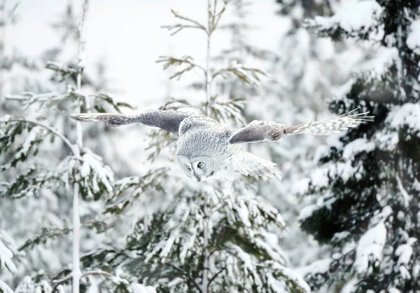 Grande Gufo Grigio Strix Nebulosa Volo Inverno Finlandia — Foto Stock