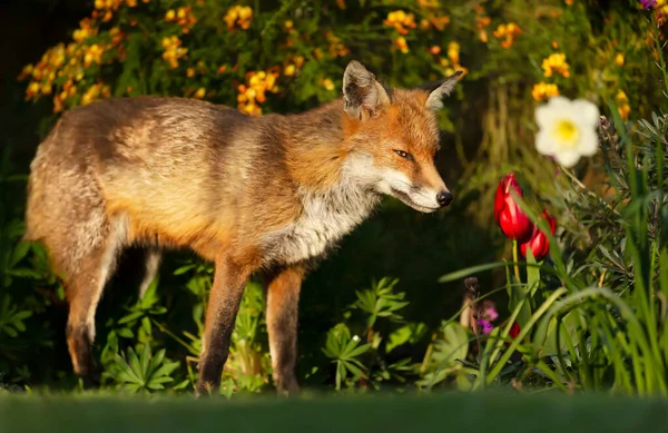 Närbild Röd Räv Vulpes Vulpes Som Luktar Vårblommor Storbritannien — Stockfoto