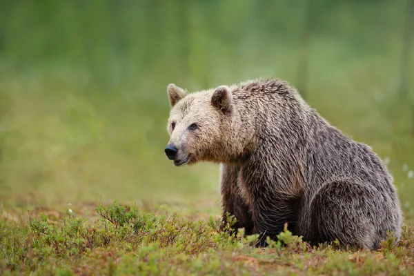 Primer Plano Gran Oso Pardo Euroasiático Bosque Finlandés — Foto de Stock