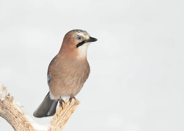 Close Gaio Eurasiático Garrulus Glandarius Empoleirado Galho Árvore Inverno Noruega — Fotografia de Stock