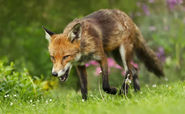 Закрытие Красного Лиса Vulpes Vulpes Летом Великобритания — стоковое фото