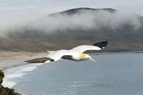 Közelkép Egy Északi Gannet Morus Bassana Repülés Közben — Stock Fotó