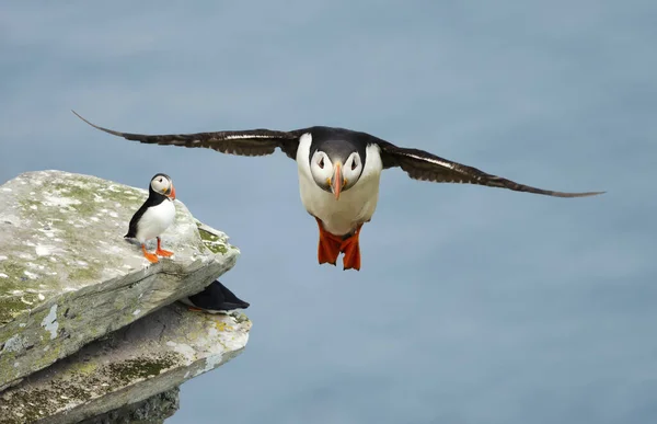 Nahaufnahme Eines Atlantischen Papageitauchers Flug Einem Küstengebiet Schottland Großbritannien — Stockfoto