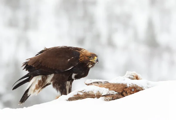 노르웨이 겨울에 황금빛 독수리 가까이 — 스톡 사진
