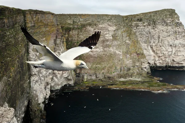 Nahaufnahme Eines Basstölpels Morus Bassana Flug Gegen Küstenklippen Noss Island — Stockfoto