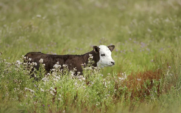 Close Van Een Kalf Omringd Door Vliegen Een Weiland Zomer — Stockfoto