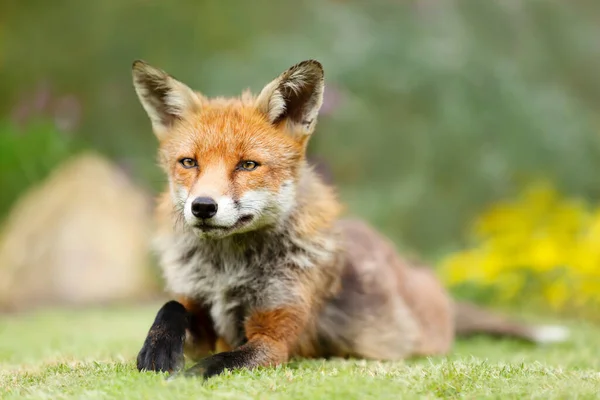 Закрытие Красного Лиса Vulpes Vulpes Лежащего Зеленой Траве Великобритания — стоковое фото