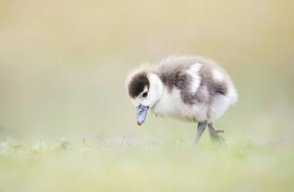 Close Egyptian Goose Gosling Grass — Stock fotografie