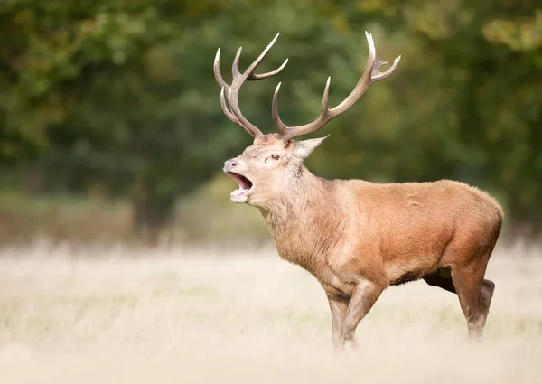 Close Veado Vermelho Chamando Durante Temporada Rutting Outono Reino Unido — Fotografia de Stock