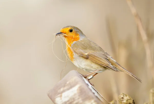 Närbild Sittande Europeisk Robin Erithacus Rubecula Med Häckningsmaterial Näbben Storbritannien — Stockfoto