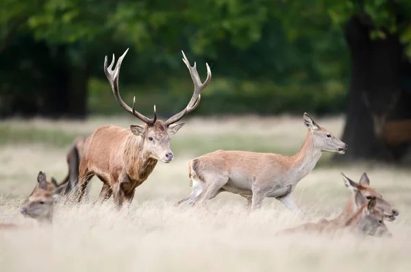 Close Veado Vermelho Perseguindo Uma Traseira Durante Temporada Rutting Outono — Fotografia de Stock