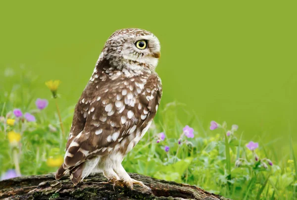 Close Little Owl Perched Log Meadow — Stock Photo, Image