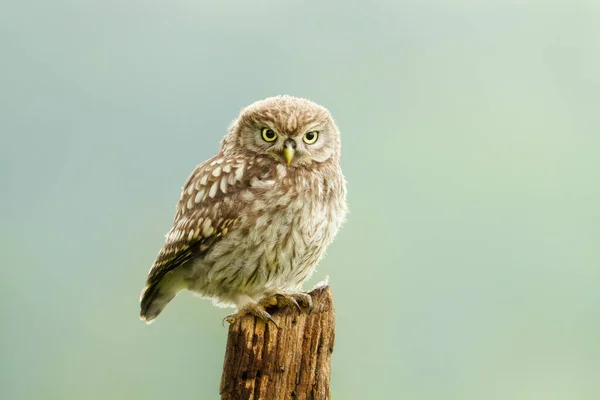 Close Little Owl Perched Post — Stock Photo, Image
