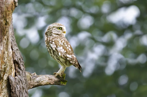 Gros Plan Petit Hibou Perché Dans Arbre Royaume Uni — Photo