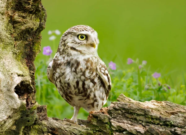 Gros Plan Petit Hibou Perché Sur Une Bûche Dans Pré — Photo