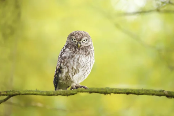 Close Little Owl Perched Tree Branch Green Background — Stock Photo, Image
