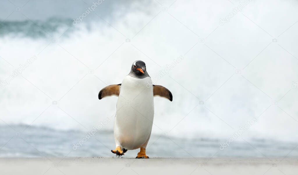 Close up of a Gentoo penguin on a beach near stormy ocean, Falkland Islands.