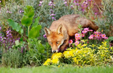 Yazın bir bahçede kızıl tilkinin (Vulpes vulpes) kapanışı.