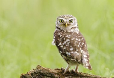 Küçük bir baykuşun tepesine tünemiş yeşil arka planda, İngiltere.