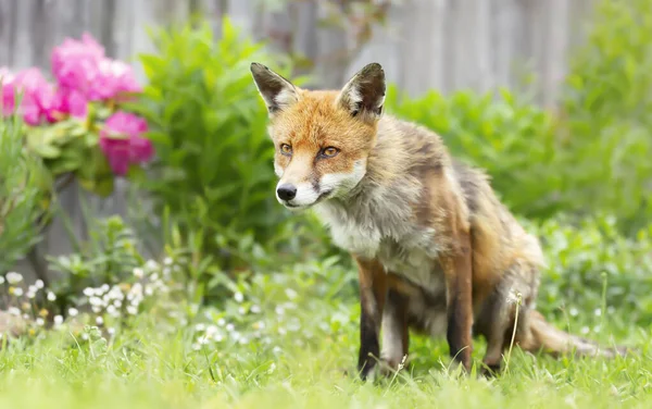 Close Red Fox Vulpes Vulpes Sitting Meadow Summer — Stock Photo, Image