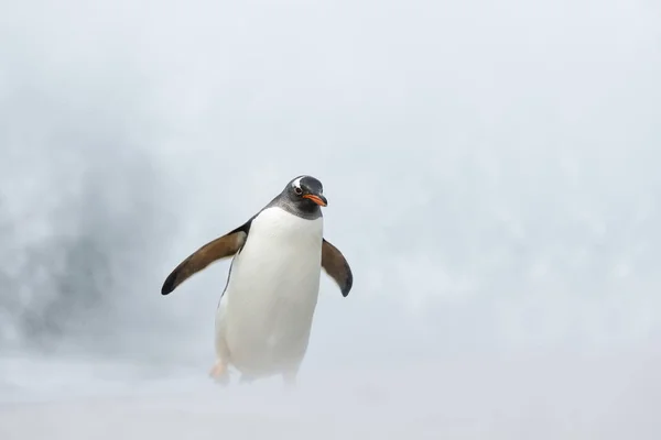 Primer Plano Pingüino Gentoo Una Playa Cerca Del Océano Tormentoso —  Fotos de Stock
