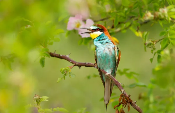 Primo Piano Mangiatore Api Chiamante Estate Bulgaria — Foto Stock