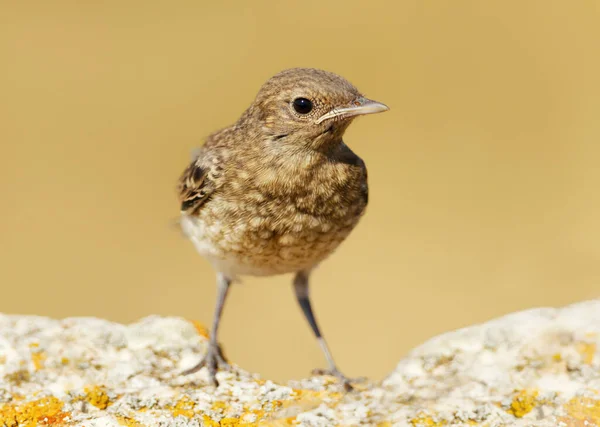 Закрытие Молодёжного Pied Wheatear Oenanthe Fischanka Болгария — стоковое фото