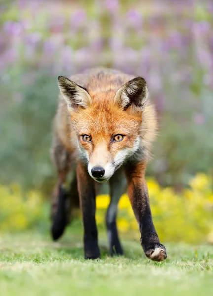 Close Red Fox Vulpes Vulpes Summer Yellow Flowers Zjednoczone Królestwo — Zdjęcie stockowe