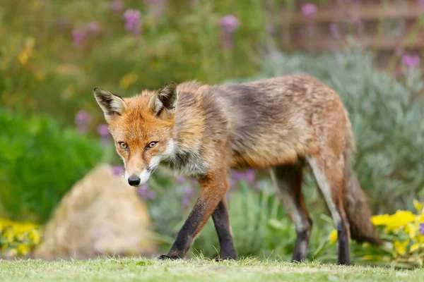 Влітку Біля Червоного Лисиці Vulpes Vulpes Велика Британія — стокове фото