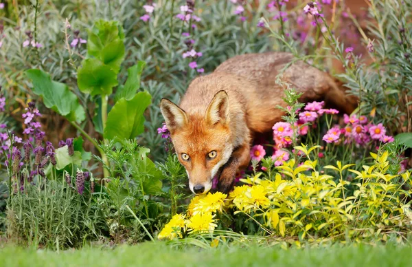 Närbild Röd Räv Vulpes Vulpes Trädgård Sommaren — Stockfoto