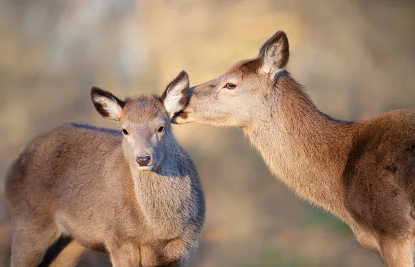 Close Red Deer Hind Grooming Her Polf Regno Unito — Foto Stock