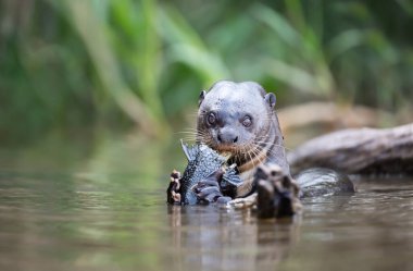 Brezilya, Pantanal 'da, nehirde büyük bir balığı yiyen dev bir su samuruna yaklaş.