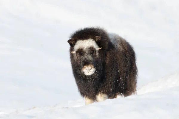 Nahaufnahme Eines Jungen Moschusochsen Ovibos Moschatus Winter Norwegen — Stockfoto