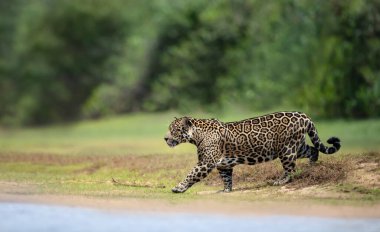 Güney Pantanal, Brezilya 'da nehir kıyısında yürüyen bir Jaguar' ın yakınına..