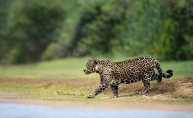 Close up of a Jaguar walking on a river bank, South Pantanal, Brazil. clipart