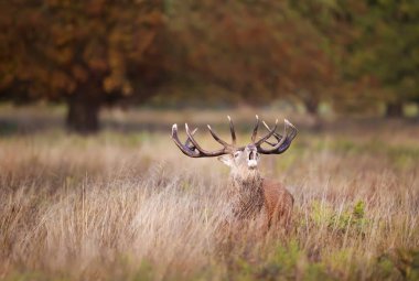 İngiltere 'de sonbaharda çiftleşme mevsiminde kızıl geyik geyiğinin yakın çekimi..