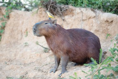 Güney Pantanal, Brezilya 'da bir Capybara' nın yakınında bir kuş, bir sığır tiranı oturuyor..
