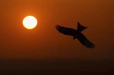 İngiltere 'de günbatımında uçan kırmızı bir uçurtmanın silueti (Milvus milvus).