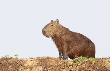 Güney Pantanal, Brezilya 'da berrak mavi gökyüzüne karşı bir nehir kıyısında duran bir Capybara' ya yaklaş.