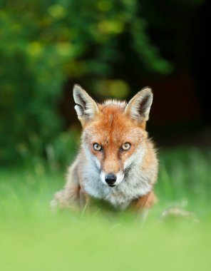 Bir Kızıl Tilki 'nin (Vulpes vulpes) karanlık arka planda çimenlerde oturması, İngiltere, İngiltere.