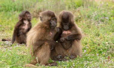 Simien Dağları, Etiyopya 'da yerde oturan şirin bebek Gelada maymunlarına yakın çekim.