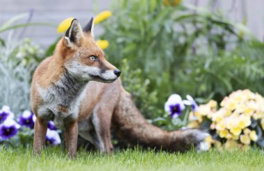 Birleşik Krallık 'ta bir bahçede çiçek tarhının yanında duran kızıl tilkinin (Vulpes vulpes) yakınında.