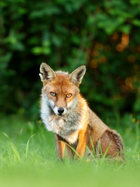 İngiltere, İngiltere 'de çimenlerde oturan bir Kızıl Tilki' ye (Vulpes vulpes) yakın plan.