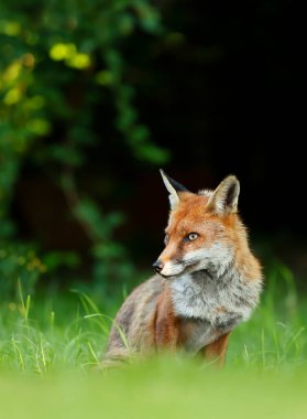 İngiltere, İngiltere 'de çimenlerde oturan bir Kızıl Tilki' ye (Vulpes vulpes) yakın plan.