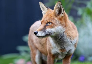 Yazın bir kızıl tilkinin (Vulpes vulpes) kapanışı, Birleşik Krallık.
