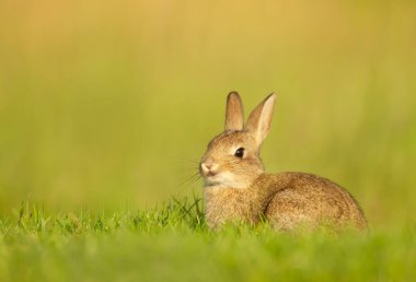 Baharda İngiltere 'de çimlerin üzerinde oturan küçük şirin bir tavşanın yakın çekimi..