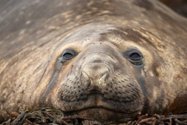 Close up of a Southern Elephant seal lying on sea weeds on a coastal area of the Falkland Islands. clipart